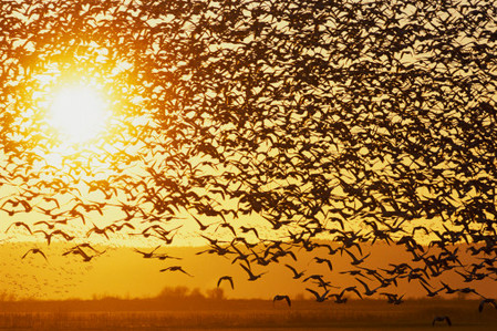Amenazadas de extinción, las aves en el mundo