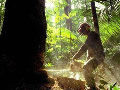 deforestacion El ambicioso plan de Lula contra el cambio climático