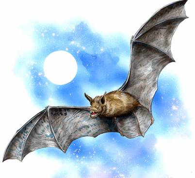 Los murciélagos son un control de insectos; evitan daños catastróficos
