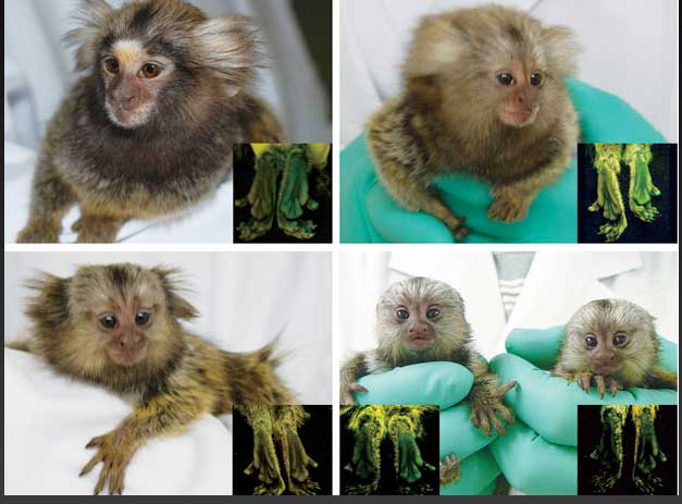 Científicos japoneses crean la primera estirpe de monos transgénicos
