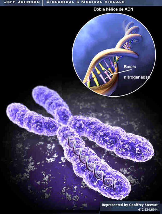 Descifran la estructura tridimensional del genoma humano; abre vía hacia otros descubrimientos
