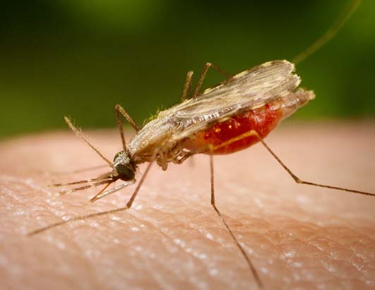 malaria2 Mueren de malaria un millón al año, por alto costo de fármacos