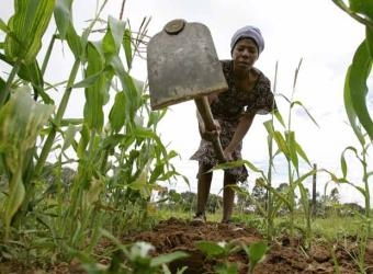La fiebre de cultivos perturba el continente africano