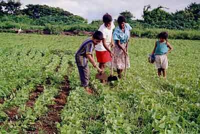 7ae3007b616c700023db11a33be6226b Alimentos y agricultura frente a la crisis energética