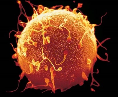 7dba670407ddc0c99bef7128f8280dfa Científicos desarrollan óvulos humanos aptos para fertilización
