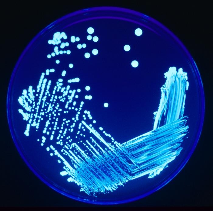 42300e05b555db7df4e0178bba624534 Monsanto y su seudociencia contra el pensamiento autónomo