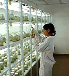 La biotecnología en su laberinto
