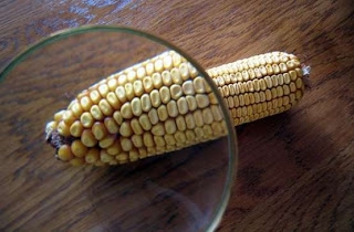 ba92e7c8fcb2c797bf0662bbfd916cb3 Maíz, censura y corrupción en la ciencia