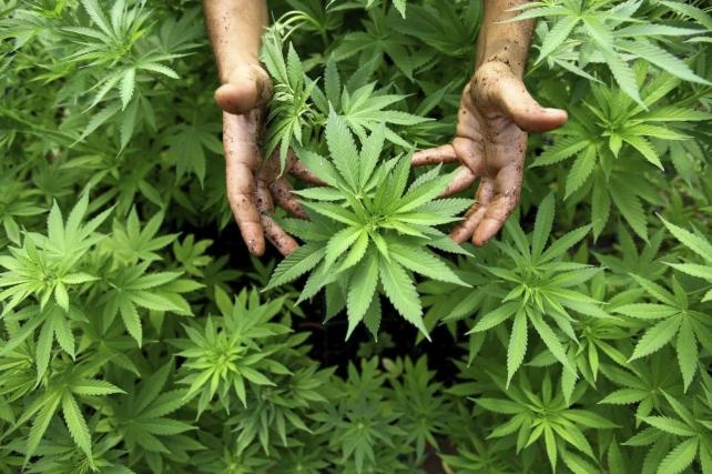 b0ce70f7d647a5f0b637b41079565750 La ONU se pronuncia a favor de la despenalización del consumo de drogas