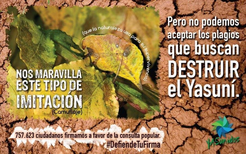 Los ambientalistas ecuatorianos pierden la primera batalla para salvar el Yasuní