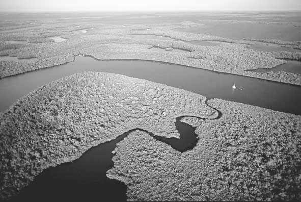 El fenómeno de El Niño: un simulacro general para el cambio climático