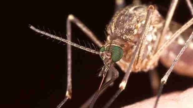 Una fábrica de mosquitos transgénicos