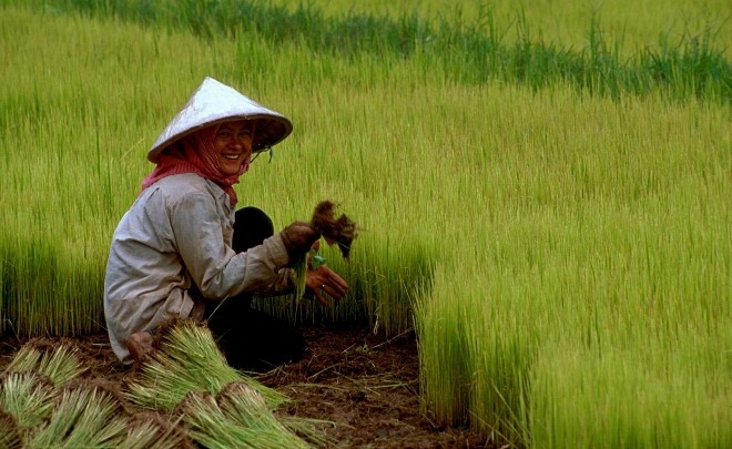 Síndrome sojero: China empezó a cuestionar los transgénicos