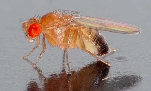 85df4ad1fbdb23516297b1da42148366 Crean un ‘modelo’ de mosca con cáncer de colon para investigar la enfermedad en humanos