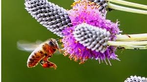 d5a298453ef017ce9244592075bdabab La reducción de variedades de flores está matando a las abejas