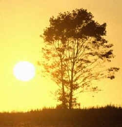 El secreto de las plantas para convertir la luz en combustible