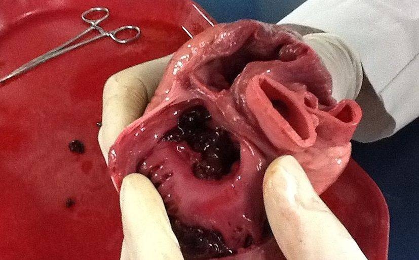 Científicos crearán partes del cuerpo humano por la impresión 3D