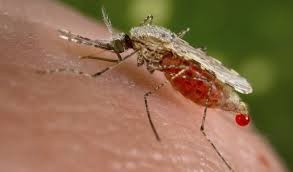 La modificación genética de insectos acabaría con la malaria