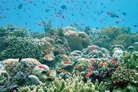 El código de barras de la vida en busca de las criaturas marinas