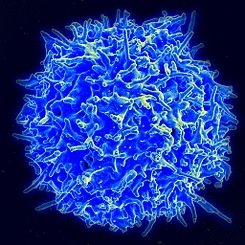 Prototipo de vacuna estimula células que destruyen las cancerígenas