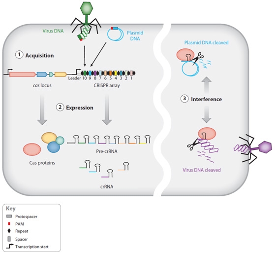 De mosquitos a bebés transgénicos, ¿qué CRISPR sabes?