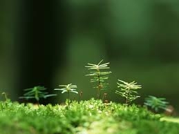 ¿Qué dice la neurobiología de las plantas?