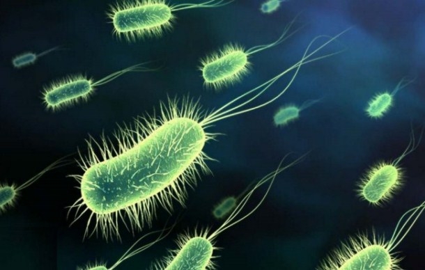 Bacterias del cuerpo, identificadores forenses