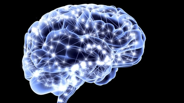 Un año dentro del cerebro