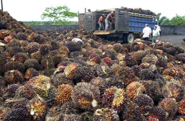 La palma de aceite, el nuevo rey agrícola del Sur
