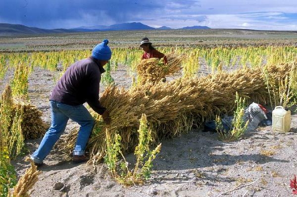 En 2030 habrá 100 millones más en pobreza extrema si sigue el calentamiento global: BM