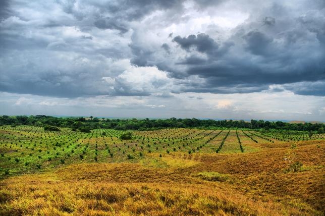 Los negocios sucios de la agroindustria ‘verde’ en Colombia