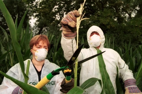 c7763cdf1389ee5148b8f78894f1439b Transgénicos contaminarán el maíz tradicional, admiten trasnacionales