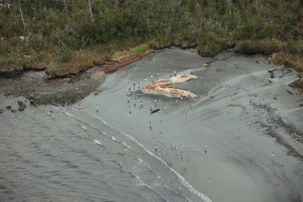 dd0c75891f981aef79d43d72fc32dd33 La casualidad que permitió el hallazgo de 300 ballenas muertas en Chile