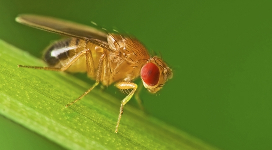 La Drosophila melanogaster