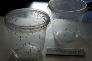 El negocio del zika y los mosquitos transgénicos