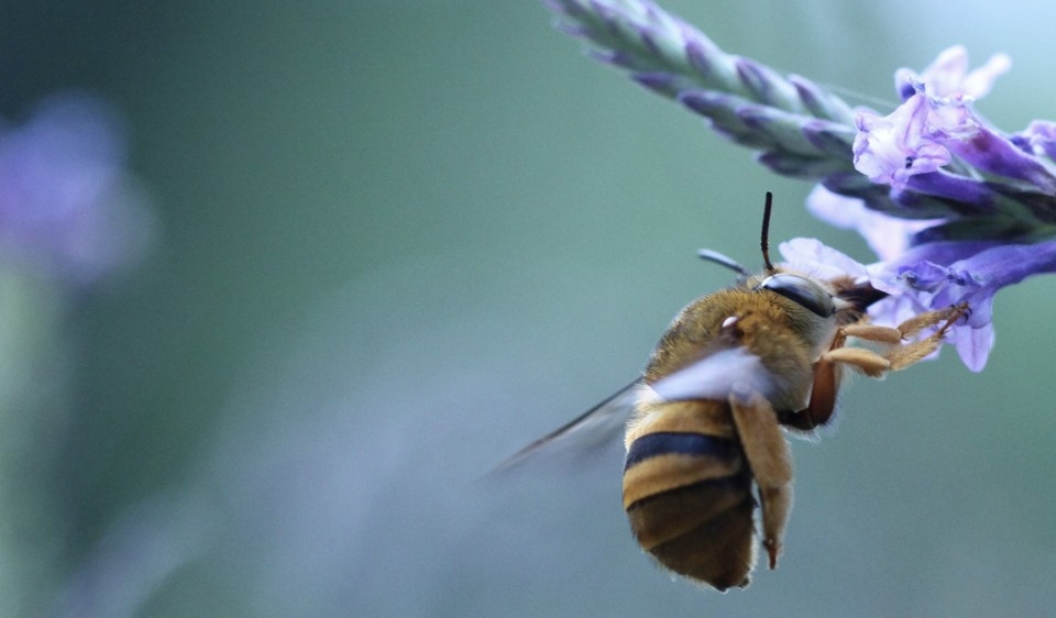 ¿Están los pesticidas detrás de las muertes masivas de abejas?