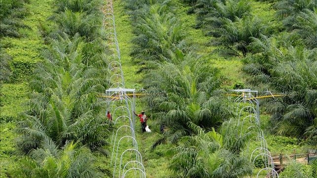El cultivo masivo de palma y soja para producir biocombustible contamina más que la gasolina o el diésel