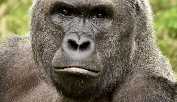 Zoológico criminal. (A manera de manifiesto)
