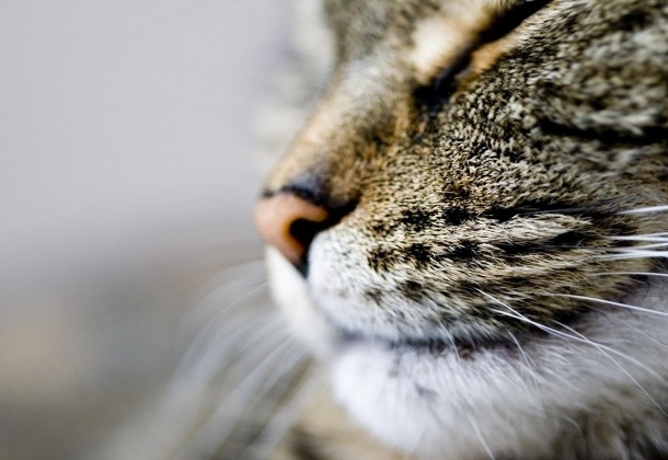 Los bigotes orientan a perros y gatos respecto del viento