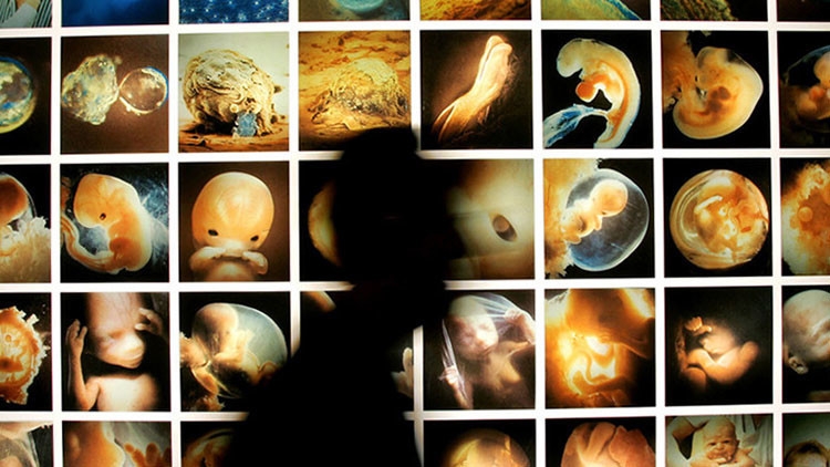 Polémica en EEUU por la propuesta de crear embriones mixtos humanos y animales