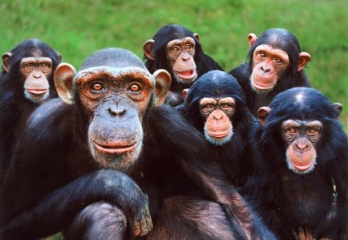 Los chimpancés, capaces de trabajar en equipo y desalentar a los haraganes