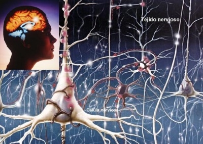 46310b5f8f12b308e02bad9ebbb6e5e8 Diez hechos sorprendentes sobre el cerebro humano