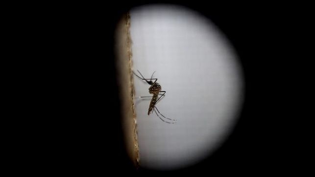 Wolbachia, la bacteria que podría acabar con el virus del Zika