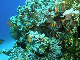 69f17621df4837a10c7793d95dbcd9cf En 50 años han crecido 10 veces las “zonas muertas” en océanos