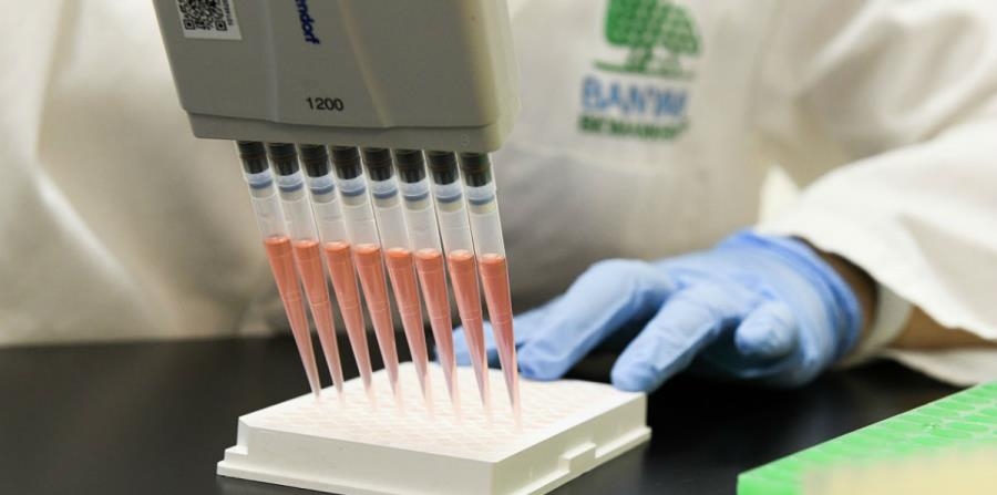 Crean primer embrión con células humanas y de ovejas