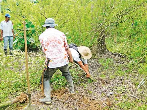 La erradicación de la coca en Arauca fue hecha por los campesinos