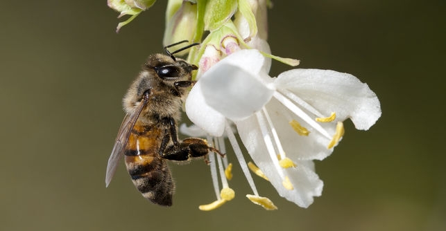 3f1c5364dd5b147b81f9ab405fab241d Europa prohíbe totalmente el uso de insecticidas dañinos para las abejas