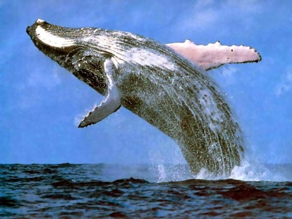 Genoma de la ballena azul revela mayor parentesco entre los cetáceos
