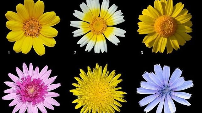 La Primera Flor y el futuro de la biología