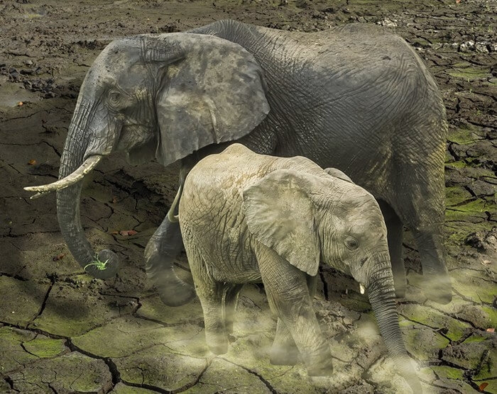 74ef77274ea1c21d1765617fb5725193 Acabamos en 100 años con las especies que a la naturaleza le tomaría 10 mil